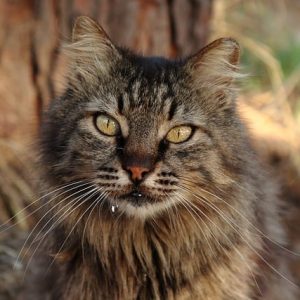 Katten